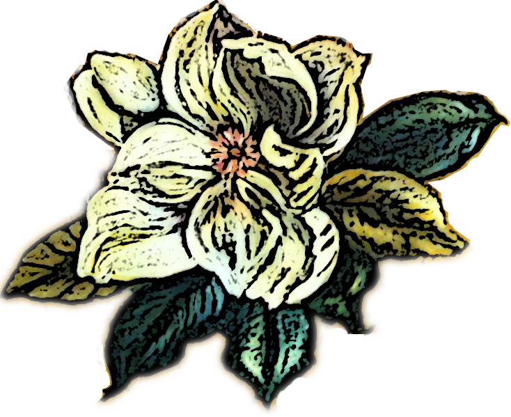 Evangelinearts magnolia